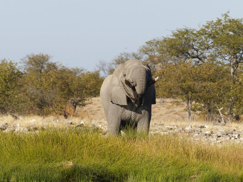 Elephant, Etosha National Park, Rietfontein